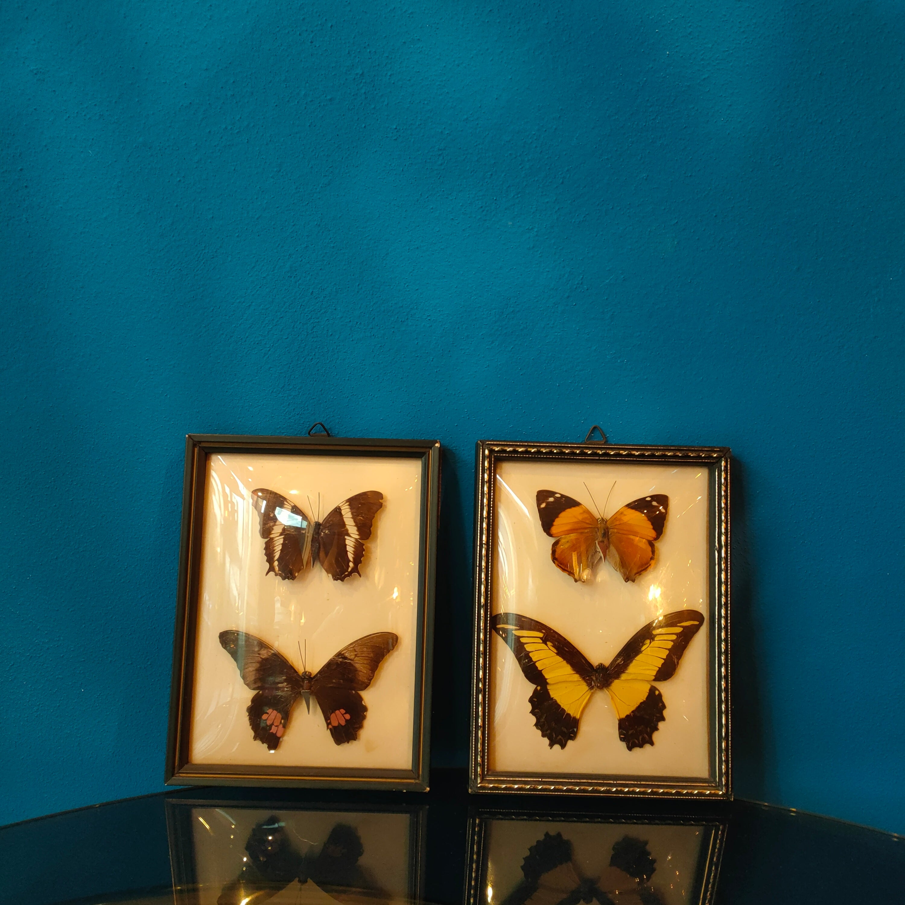 Quadretto con farfalle tassidermizzate - Faccioli Brasil
