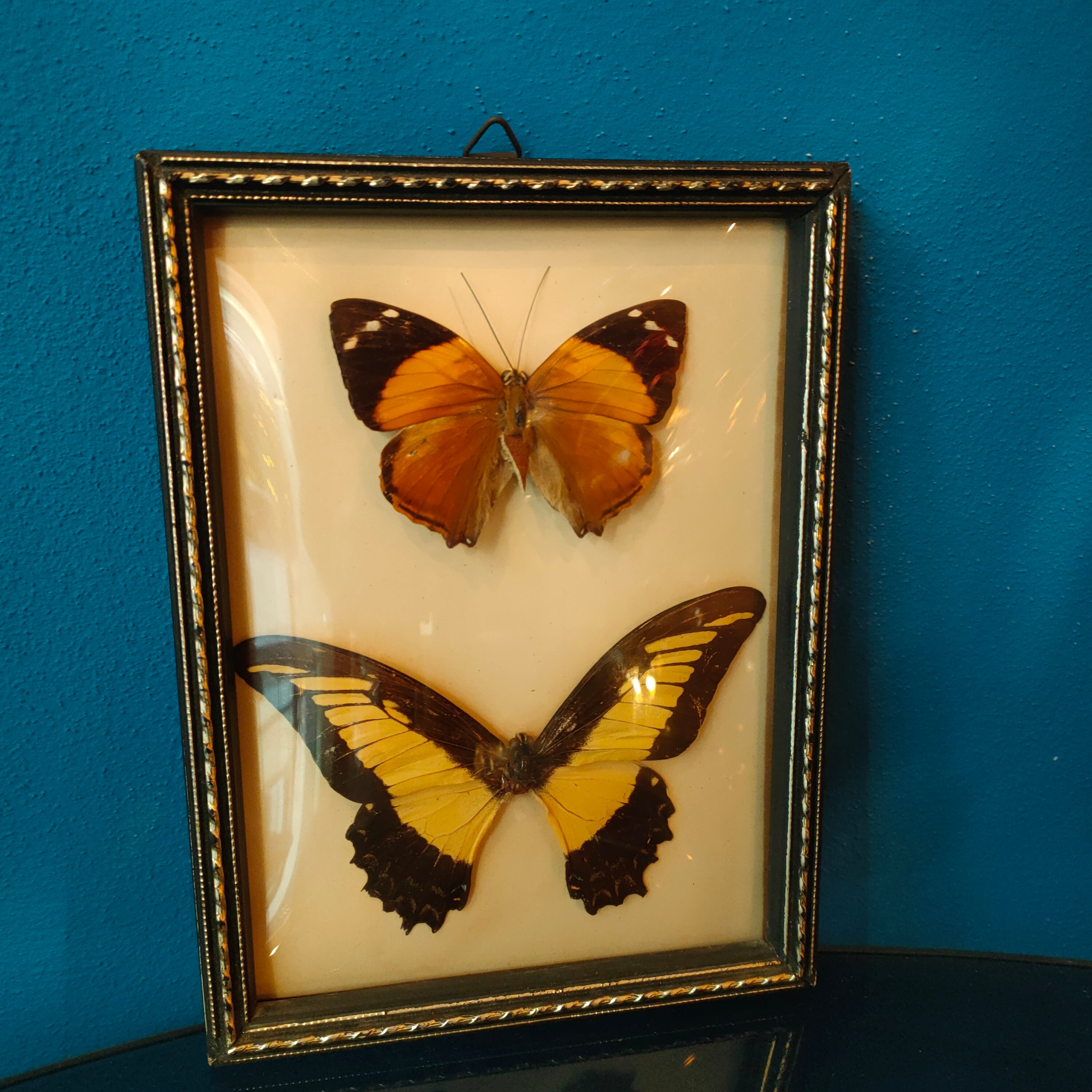 Quadretto con farfalle tassidermizzate - Faccioli Brasil