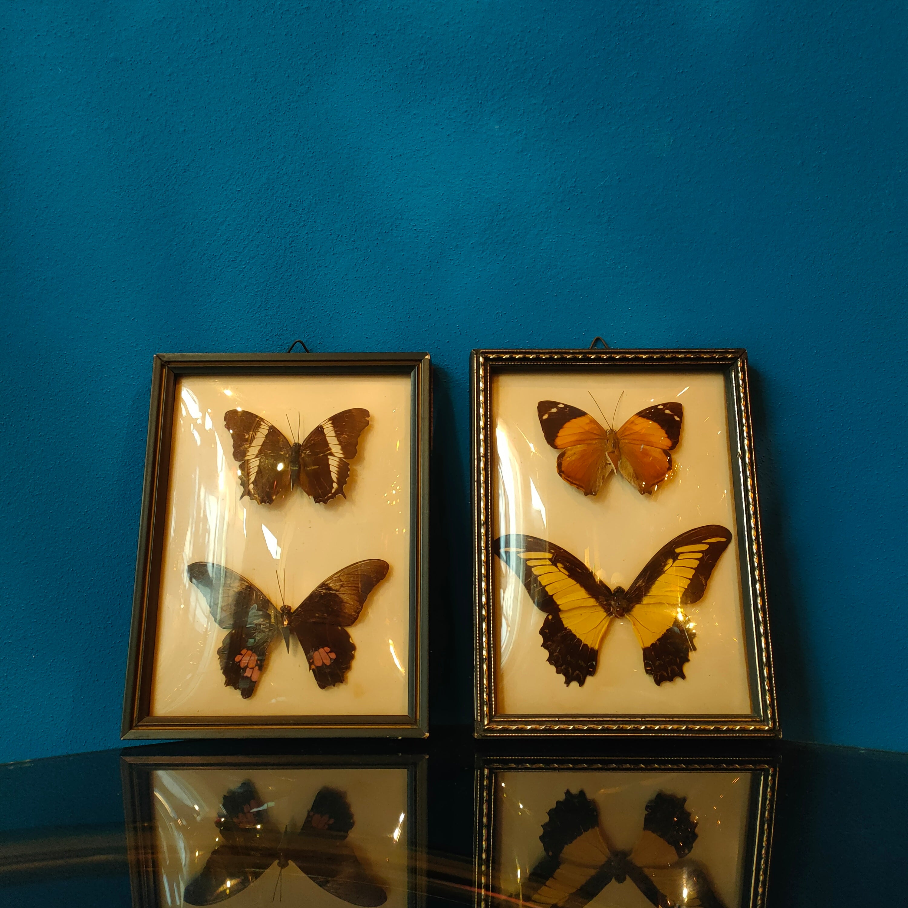 Quadretto con farfalle tassidermizzate - Faccioli Brasil