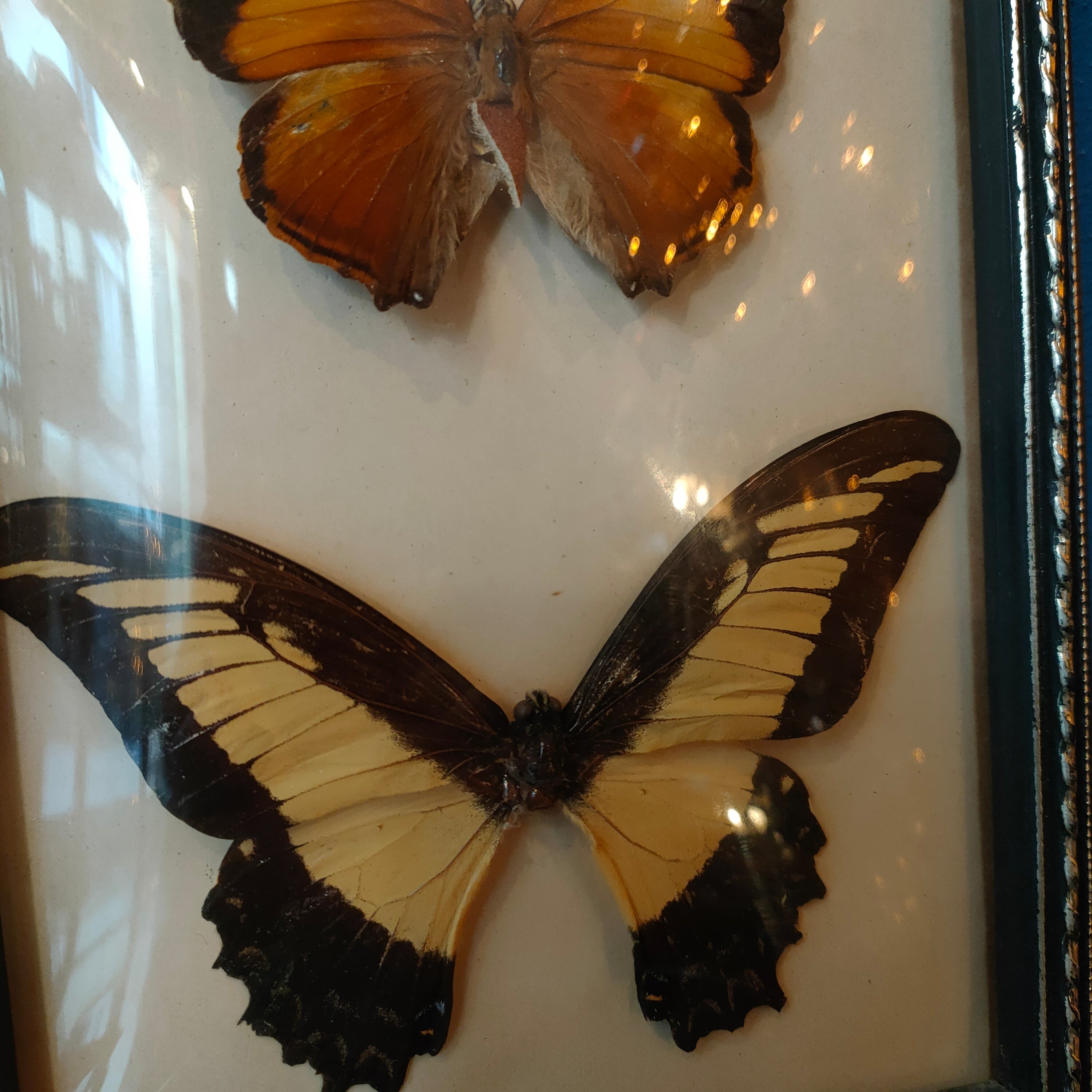 Quadretto con farfalle tassidermizzate - Faccioli Brasil