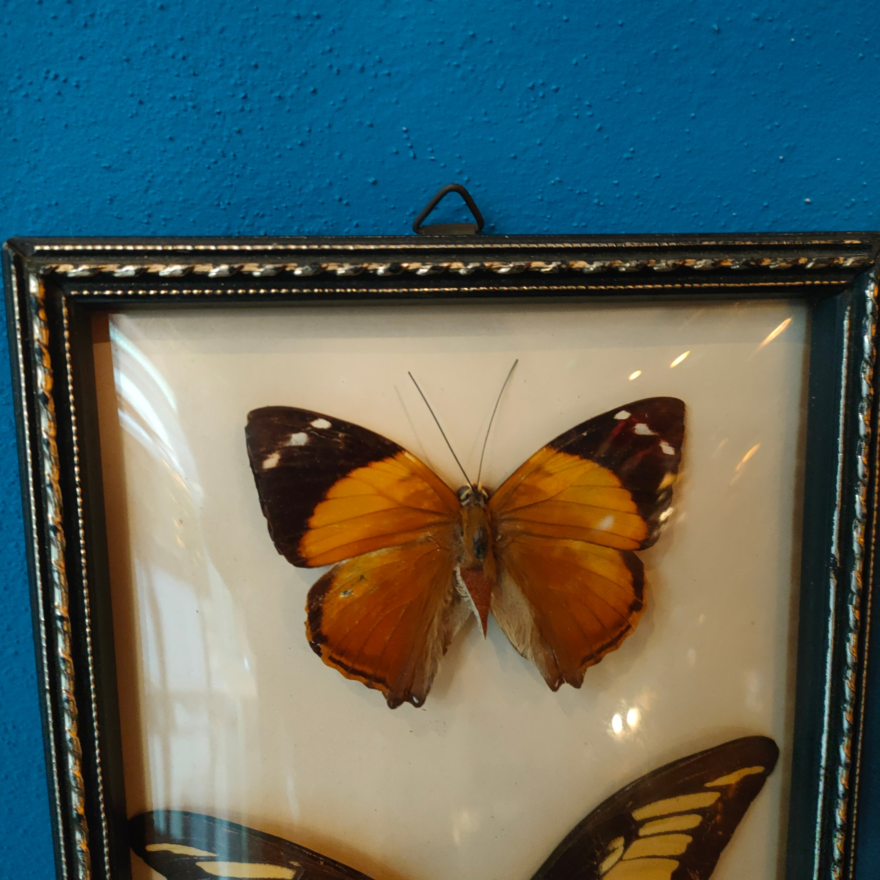 Quadretto con farfalle tassidermizzate - Faccioli Brasil