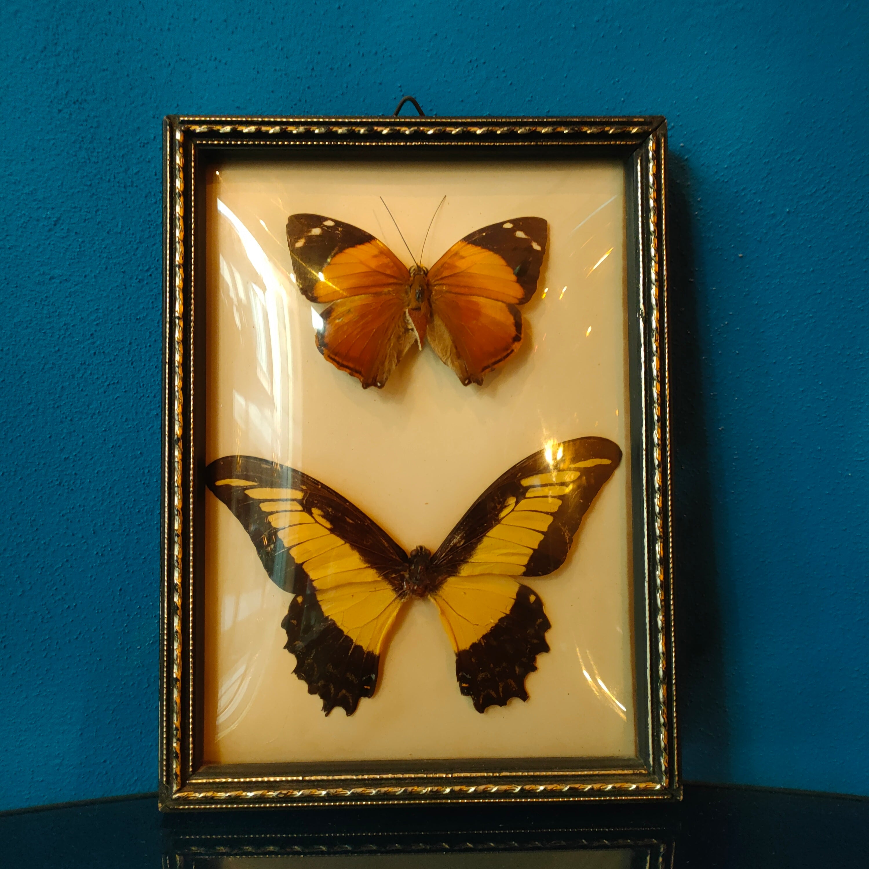 Quadretto con farfalle tassidermizzate - Faccioli Brasil